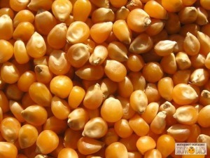 Кукуруза целая 35 кг.