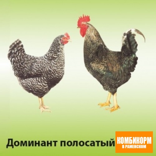 Куры-молодки Доминант возраст 90-100 дней