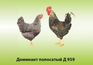 Куры-молодки Доминант возраст 90-100 дней