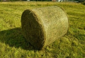 Сено в рулоне 250 кг, 2023г.
