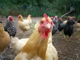 Комбикорм для кур