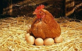 Куры несушки